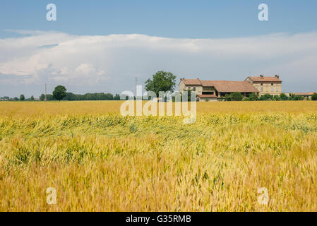Estate paesaggio di campagna con alti cipressi e agriturismo in toscana Foto Stock