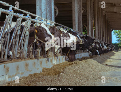 Azienda Agricola Le vacche in una fila mentre in gabbia, pronto per il macello Foto Stock