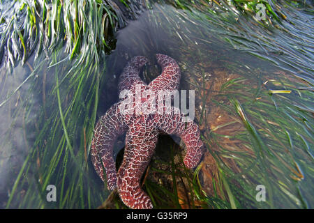 Un mare color ocra a stella o a stella di mare in un pool di marea lungo la costa dell'Oregon National Wildlife Refuge complesso nei pressi di Eugene, Oregon. Foto Stock