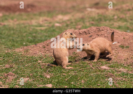 Black-Tailed Prairie marmotta (Cynomys Ludovicianus) close-up Foto Stock