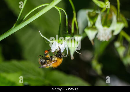 Bee raccoglie il nettare da un fiore di lampone. impollinazione del fiore bee. La produzione di miele e apicoltura Foto Stock