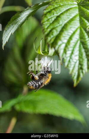 Bee raccoglie il nettare da un fiore di lampone. impollinazione del fiore bee. La produzione di miele e apicoltura Foto Stock