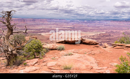 Un lone Utah Juniper albero sotto nubi minacciose sul cerchio bianco si affacciano sul sentiero, nelle isole nel cielo Dis Foto Stock