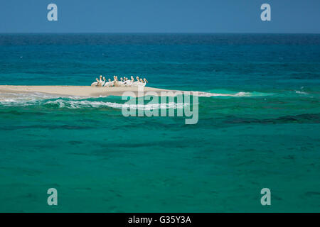 American pellicani bianchi, Pelecanus erythrorhynchos, appoggiato in un gruppo su un sandbar nel Parco Nazionale di Dry Tortugas, Florida, Stati Uniti d'America Foto Stock