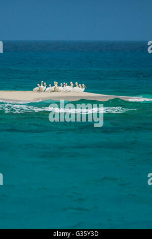 American pellicani bianchi, Pelecanus erythrorhynchos, appoggiato in un gruppo su un sandbar nel Parco Nazionale di Dry Tortugas, Florida, Stati Uniti d'America Foto Stock