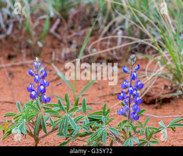 Fioritura di lupino Nana (a.k.a. Lupino arrugginito, Lupinus pusillus) fiori selvatici, Arches National Park, vicino a Moab, Utah. Foto Stock