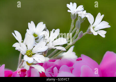 Jana kuusik, fiore, bianco, rosa, colore , il decor, flower art, abstract Foto Stock