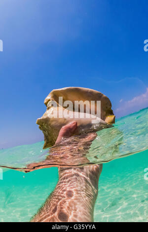 Conch shell disponibile sul fondo sabbioso underwater vicino il fossato intorno a Fort Jefferson nel Parco Nazionale di Dry Tortugas, Florida, Stati Uniti d'America Foto Stock