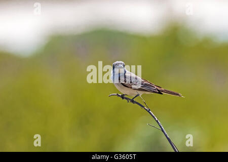 Grigio, Kingbird Tyrannus dominicensis, foraggio appena fuori Fort Jefferson nel Parco Nazionale di Dry Tortugas, Florida, Stati Uniti d'America Foto Stock