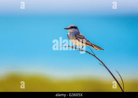 Grigio, Kingbird Tyrannus dominicensis, foraggio appena fuori Fort Jefferson nel Parco Nazionale di Dry Tortugas, Florida, Stati Uniti d'America Foto Stock