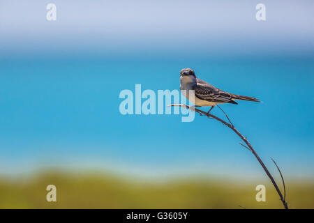 Grigio, Kingbird Tyrannus dominicensis, foraggio appena fuori Fort Jefferson nel Parco Nazionale di Dry Tortugas, Florida, Stati Uniti d'America Foto Stock