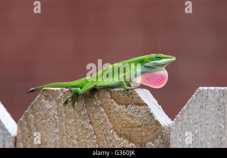 Green Anole lizard (Anolis carolinensis) mostra il suo rosa luminoso di giogaia sulla parte superiore della recinzione Foto Stock