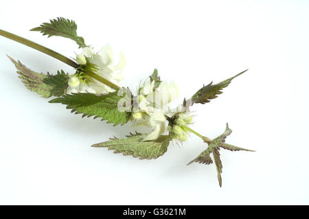 Weisse Taubnessel, Lamium alba, Heilpflanze Foto Stock