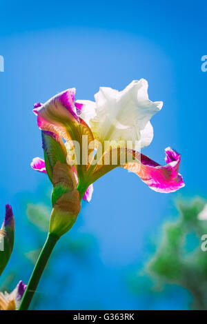 Rosa fiore iris contro il cielo blu. Foto Stock