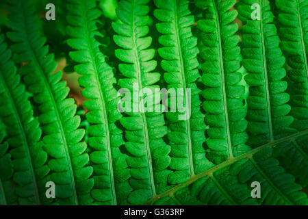 Fresca giovani verde foglia di felce vicino. Foto Stock