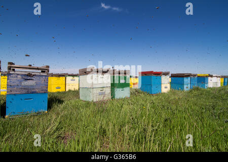 Orizzontale vista anteriore di una fila di arnie colorate allineate in un campo con api sciamare intorno Foto Stock