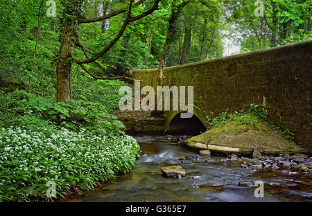 UK,South Yorkshire,Sheffield,Porter Brook e Whiteley Road Bridge Foto Stock