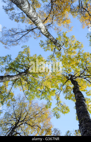 Argento bosco di betulle, nome latino Betula pendula, che mostra i colori autunnali dell'albero canopy set contro un cielo blu Foto Stock