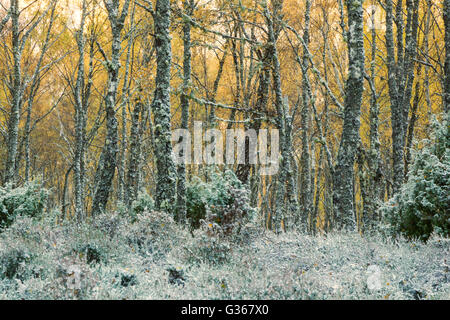 Argento bosco di betulle, nome latino Betula pendula, con un inizio inverno caduta di neve sul terreno Foto Stock