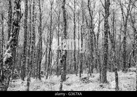 Argento bosco di betulle, nome latino Betula pendula, con un inizio inverno caduta di neve sul terreno Foto Stock