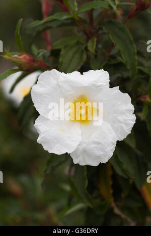 Cistus ladanifer. Gomma cisto fiore. Foto Stock