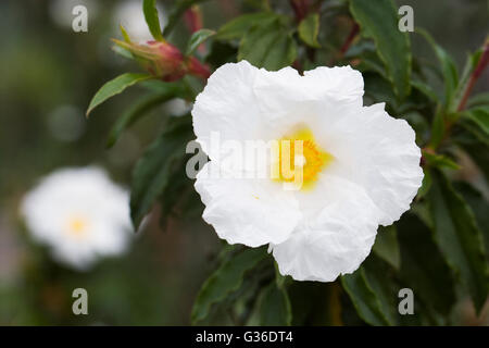 Cistus ladanifer. Gomma cisto fiore. Foto Stock