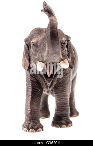 Un elefante realistiche figurine isolate su uno sfondo bianco Foto Stock