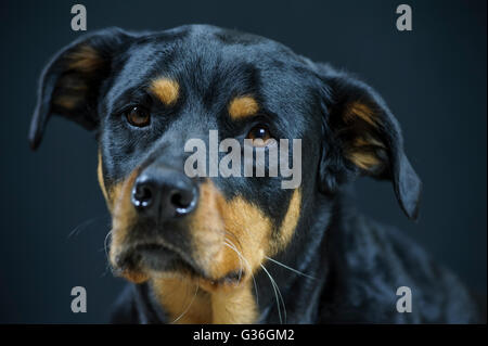 Il Labrottie non è un cane di razza. Si tratta di un incrocio tra il Labrador Retriever e il Rottweiler. Foto Stock