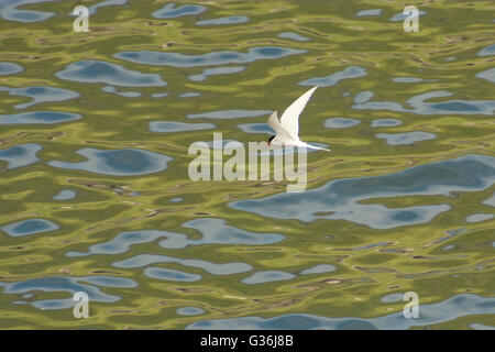 Arctic Tern, Sterna paradisaea, volando sulle Isole Faerøer Foto Stock