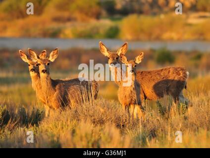 Mule Deer a Seedskadee National Wildlife Refuge Maggio 31, 2016 in Sweetwater County, Wyoming. Foto Stock