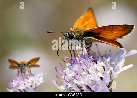 Macro skipper arancione alimentazione a farfalla sul fiore blu Foto Stock