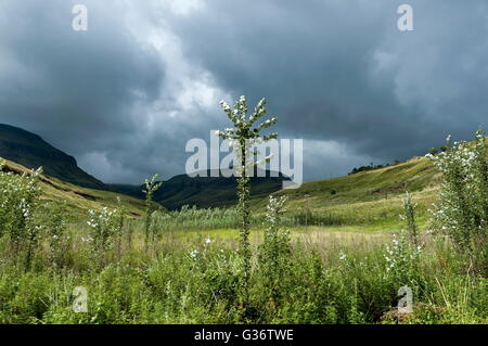 Royal Natal National Park di Drakensberg, Sud Africa Foto Stock