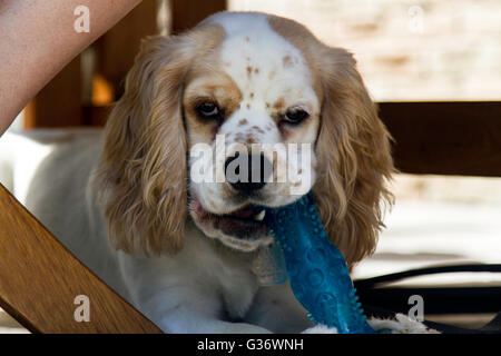 Un maschio di cocker spaniel cucciolo giocando in erba Foto Stock
