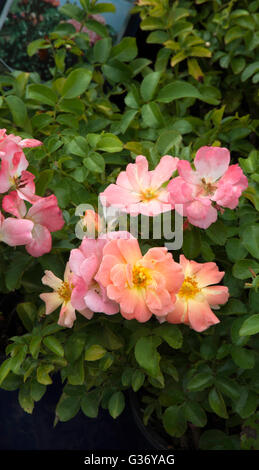 Rose " Pesca " Drift Foto Stock