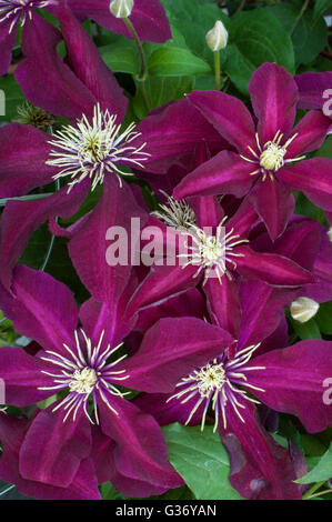 Clematis Niobe Foto Stock