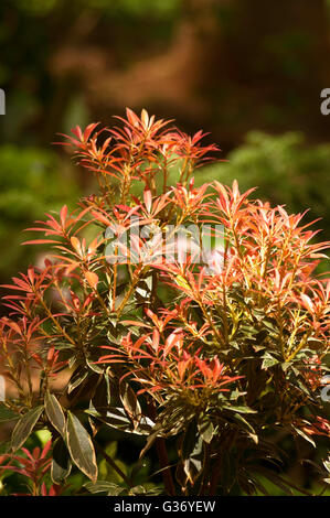 Sarcococca japonica "Flaming Silver", il giglio della valle arbusto, ANDROMEDA, giapponese sarcococca Foto Stock