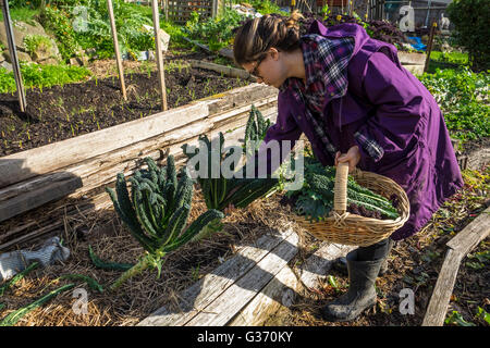 Una giovane donna raccolta cavoli freschi in un mercato piccolo giardino a Hobart in Tasmania Foto Stock