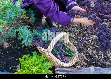 La raccolta di kale in un mercato piccolo giardino a Hobart in Tasmania Foto Stock