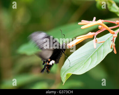 Red Helen a coda di rondine a farfalla per succhiare miele sul fiore,Papilio helenus Foto Stock