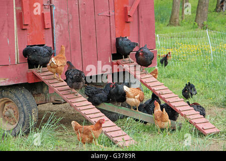 Polli al di fuori di una Coop Foto Stock