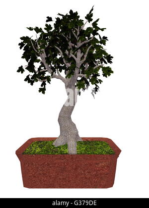 L'acero campestre, Acer campestre, albero bonsai isolato in sfondo bianco - 3D render Foto Stock