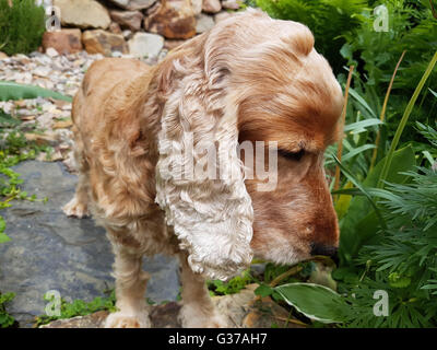 Cocker Spaniel;; Hund, Saeugetier Foto Stock