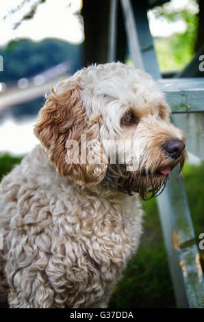 Cane all'aperto in campagna, Cavapoo, albicocca e bianco Foto Stock
