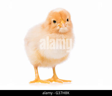 Carino il pollo isolato su bianco Foto Stock