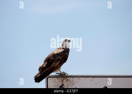 Un falco pescatore (Pandion haliaetus) o pesce eagle, sea hawk, fiume hawk, pesce falco è un diurna, pesce-eating rapace appollaiato su un cartello in metallo . Foto Stock