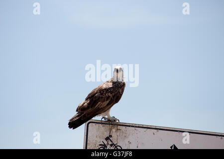 Un falco pescatore (Pandion haliaetus) o pesce eagle, sea hawk, fiume hawk, pesce falco è un diurna, pesce-eating rapace appollaiato su un cartello in metallo . Foto Stock