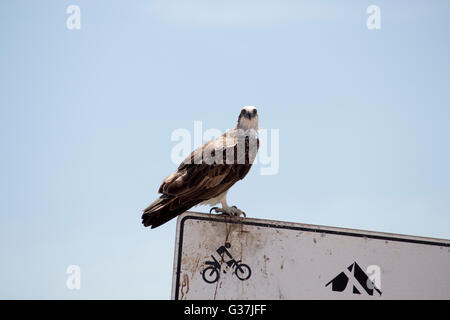 Un falco pescatore (Pandion haliaetus) o pesce eagle, sea hawk, fiume hawk, pesce falco è un diurna, pesce-eating rapace appollaiato su un cartello in metallo . Foto Stock