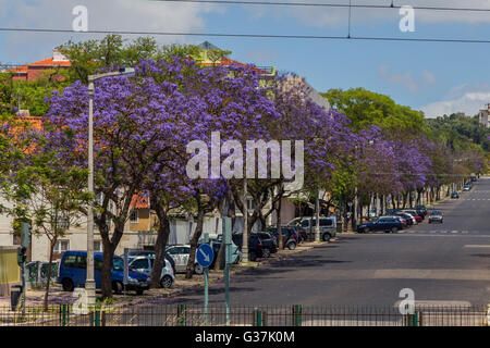 Alberi di jacaranda in fioritura con fiori viola in città eropean Foto Stock