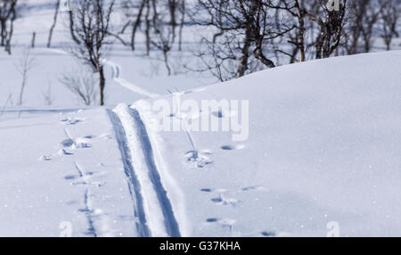 Piste per lo sci di fondo sul versante di una montagna. Appena sceso neve e sole. Gli alberi e le ombre in background. Foto Stock