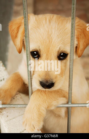 Sweet Baby cucciolo di cane in gabbia guardando a voi.animale adozione,protezione,pet e dell'animale di immagine di emozione. Golden Retriever. Foto Stock